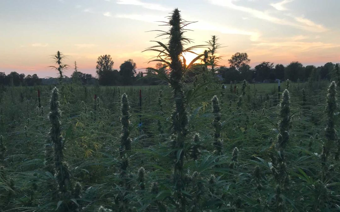 Macomb Daily reports: iHemp Michigan member profiled