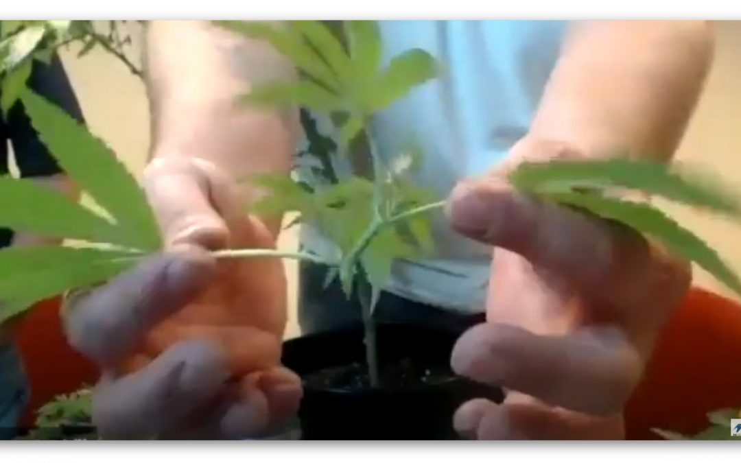 Hemp Plant Cloning on iHemp Hour