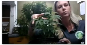Jen Nelson on hemp seedlings and sexing