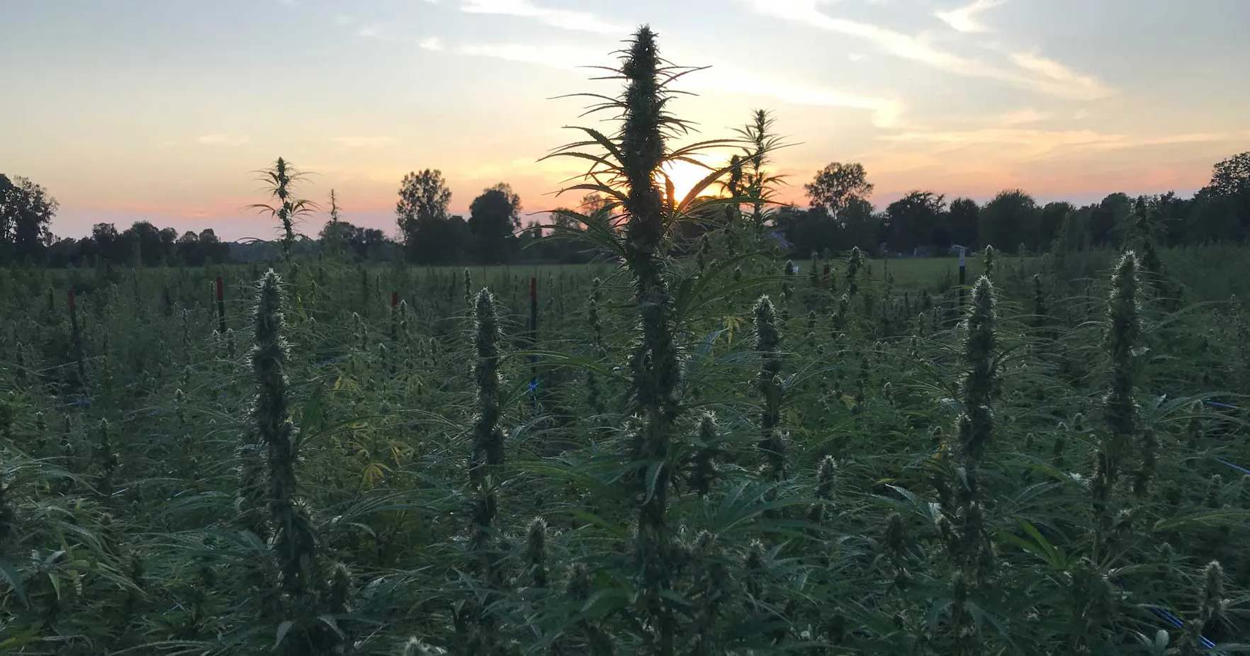 19-9 hemp crop cbd flower Swartz Creek Michigan