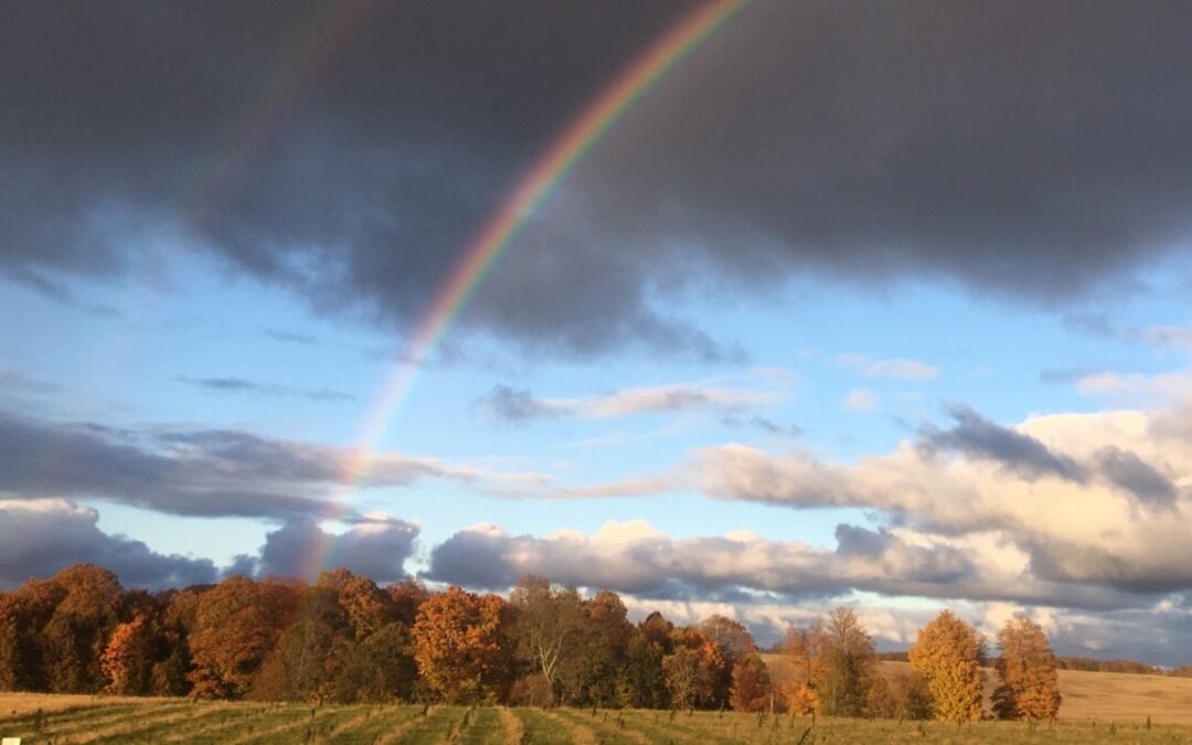 The Hope and Heartbreak of Michigan’s First Hemp Harvest
