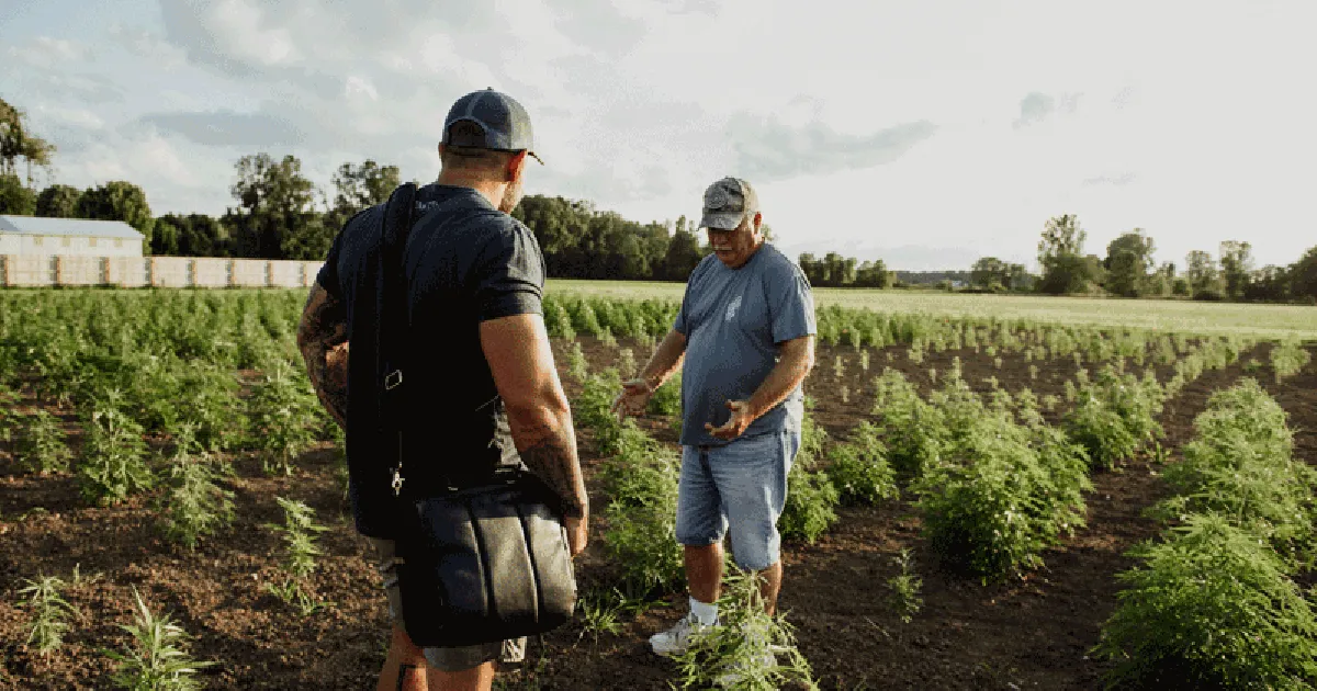 hemp-field Rusty Peterson and Dave Crabill
