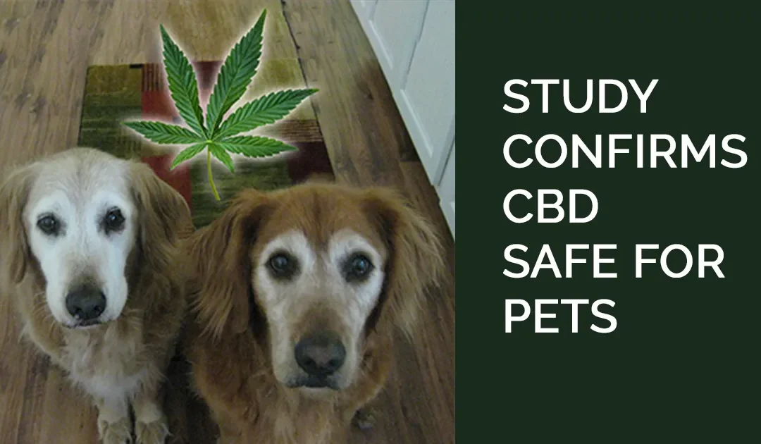 Groundbreaking Study Confirms CBD Products Safe For Dogs