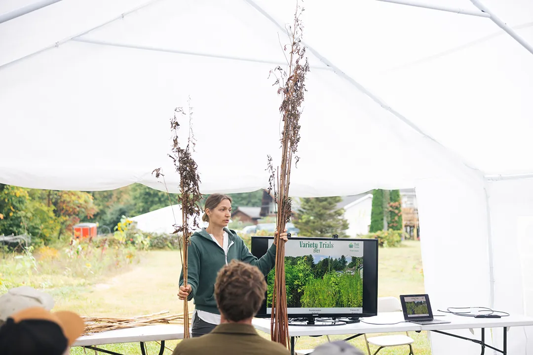 Robbin Pott displays hemp fiber crop varieties