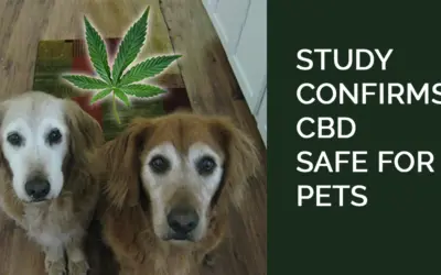 Groundbreaking Study Confirms CBD Products Safe For Dogs