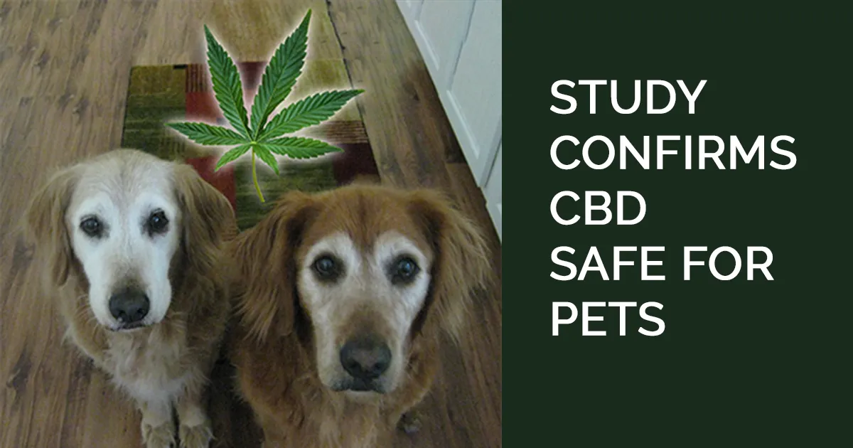 study confirms cbd safe for dogs