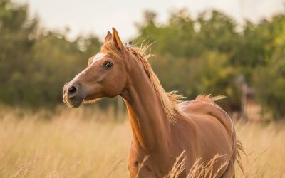 Progress for Hemp as Animal Feed