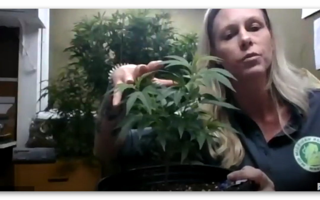 Hemp Plants & Germination on iHemp Hour